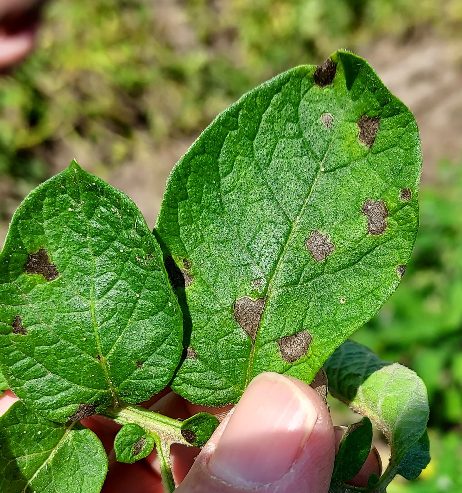 A leaf with black spots.